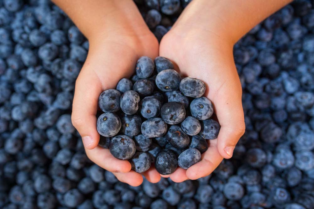 Heidelbeeren: Kleine Beeren mit großer Wirkung für Ihre Gesundheit